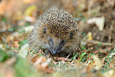 《战神：诸神黄昏》新截图和战斗细节分享